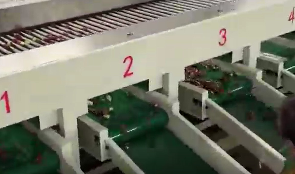 कार्बन स्टील 220V Jujubes छँटाई मशीन छँटाई उत्पादन लाइन