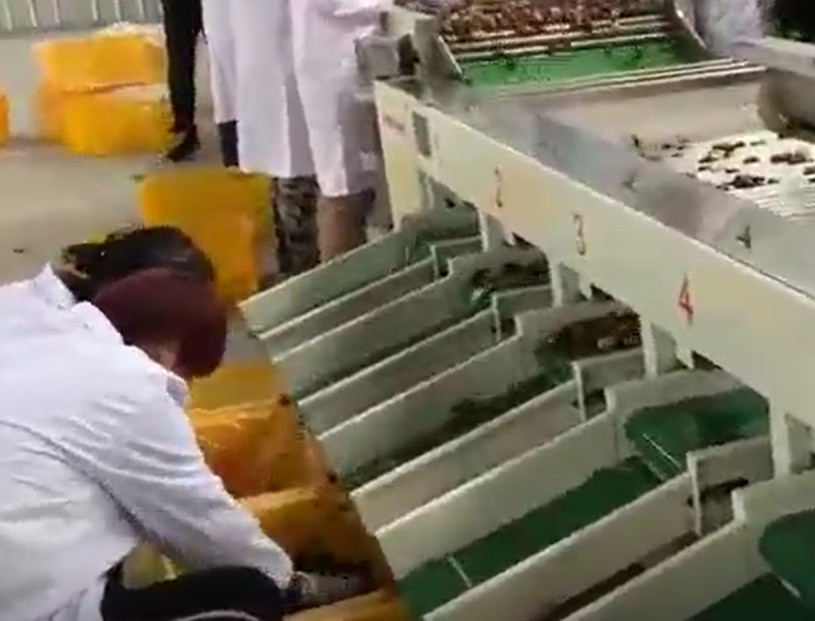 कार्बन स्टील 220V Jujubes छँटाई मशीन छँटाई उत्पादन लाइन