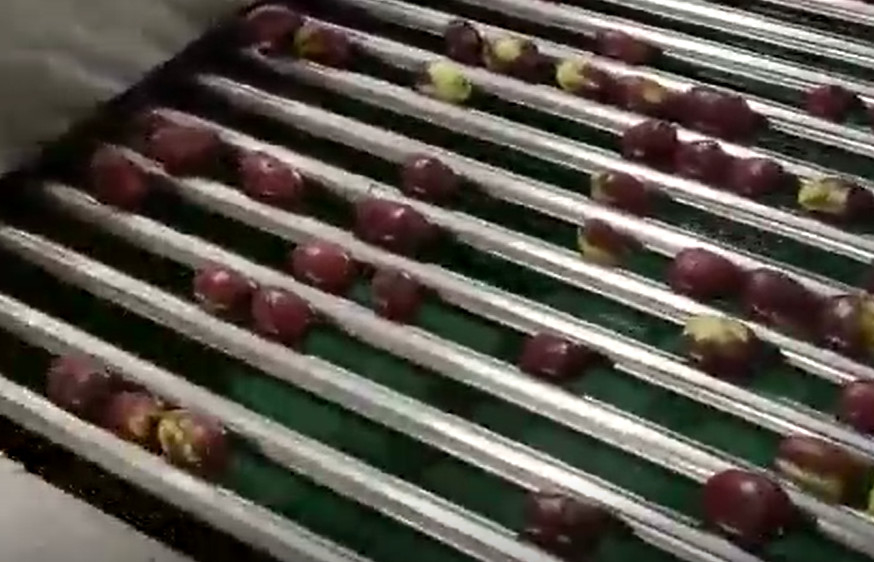 कार्बन स्टील 220V Jujubes छँटाई मशीन छँटाई उत्पादन लाइन