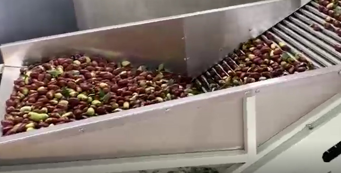 कार्बन स्टील 220V Jujubes छँटाई मशीन छँटाई उत्पादन लाइन